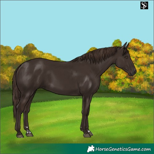 Horse Color:Liver Chestnut and Liver Chestnut