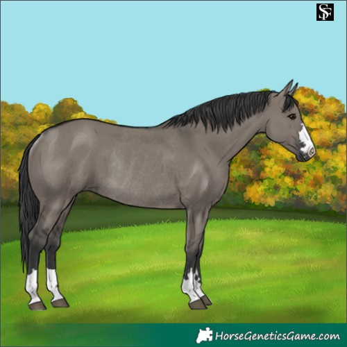 Horse Color:Grullo Rabicano 