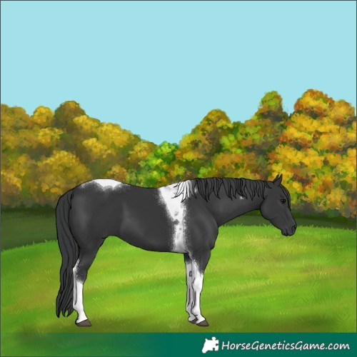 Horse Color:Black Tobiano 