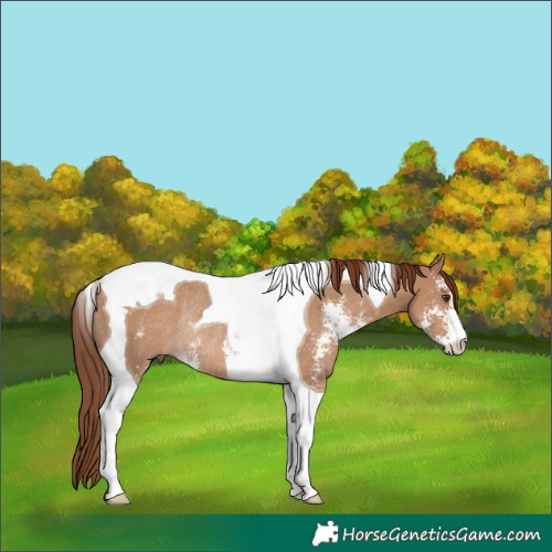 Horse Color:Red Dun Sabino Tobiano Rabicano 