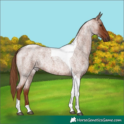 Horse Color:Red Roan Tobiano 