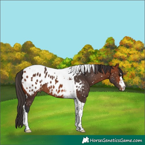 Horse Color:Bay Tobiano Near Leopard