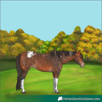 Horse Color:Bay Tobiano Blanket