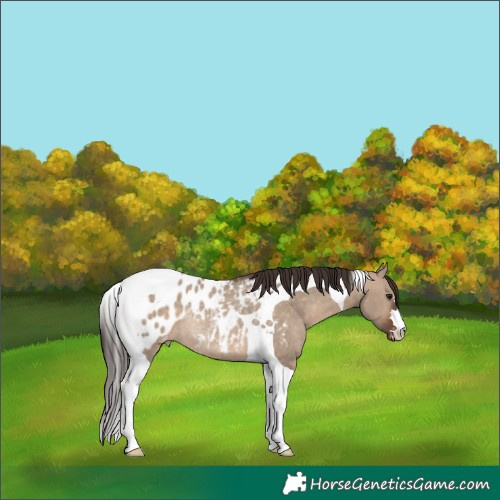 Horse Color:Brown Dun Tobiano Blanket Rabicano