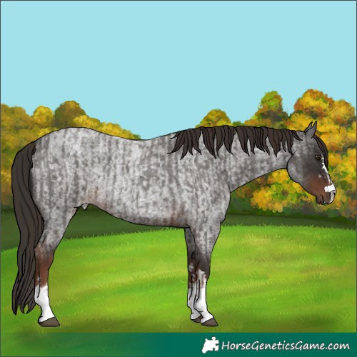 Horse Color:Liver Red Roan  and Liver Red Roan 
