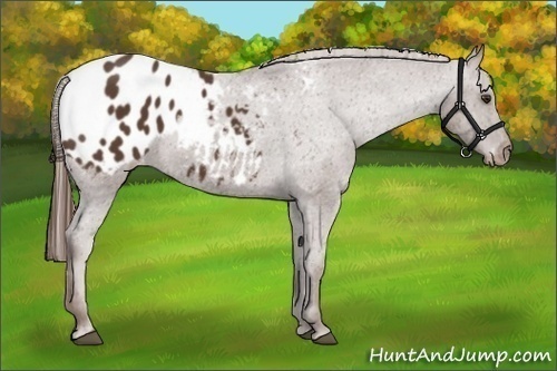 Horse Color:Liver Chestnut Appaloosa