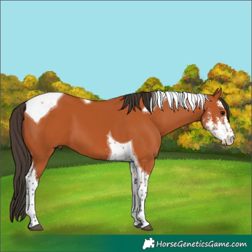Horse Color:Bay Sabino Tobiano
