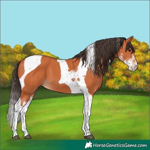 Horse Color:Bay Sabino Tobiano 