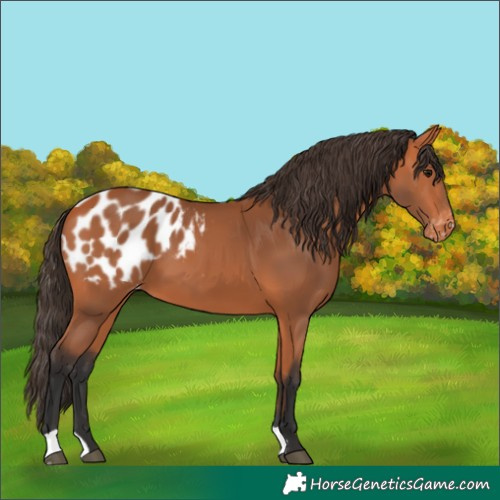 Horse Color:Bay Appaloosa 