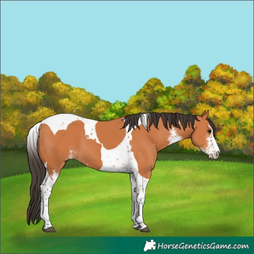 Horse Color:Bay Sabino Tobiano 