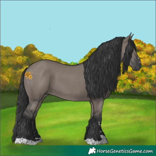 Horse Color:Grullo
