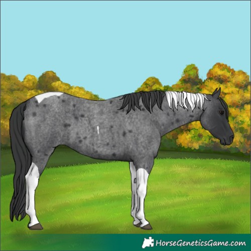 Horse Color:Blue Roan Tobiano 