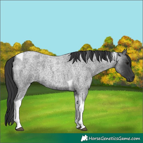 Horse Color:Blue Roan Tobiano
