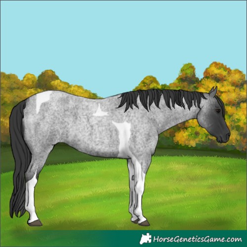 Horse Color:Blue Roan Tobiano