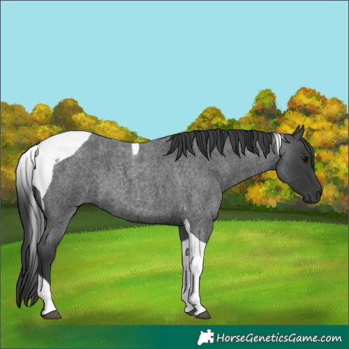 Horse Color:Blue Roan Tobiano 