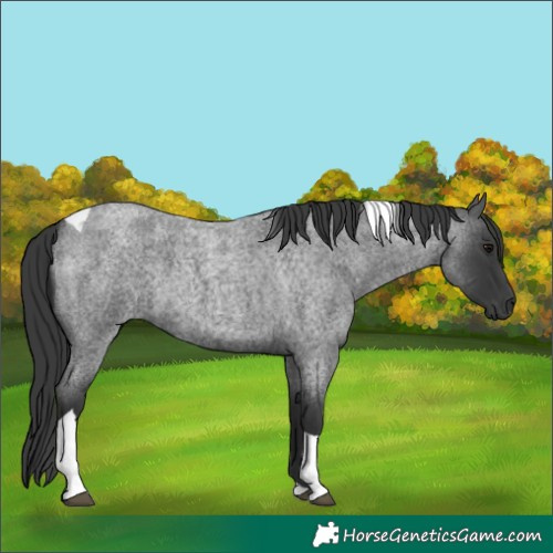 Horse Color:Blue Roan Tobiano 