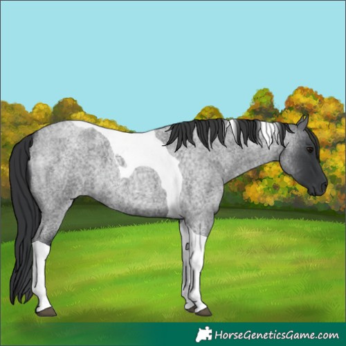 Horse Color:Blue Roan Tobiano