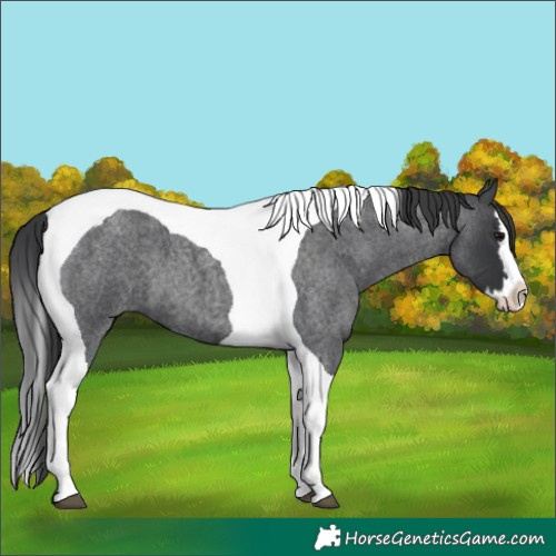 Horse Color:Blue Roan Splash Tobiano