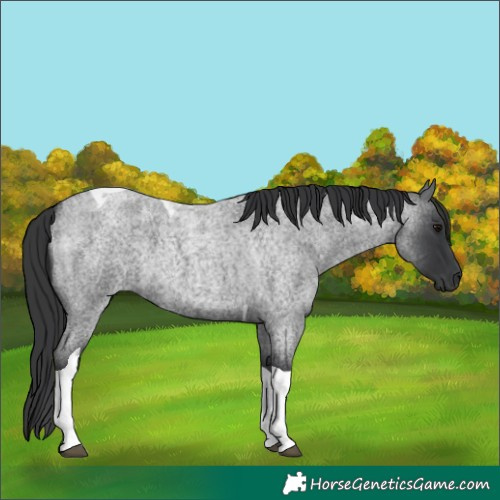 Horse Color:Blue Roan Tobiano