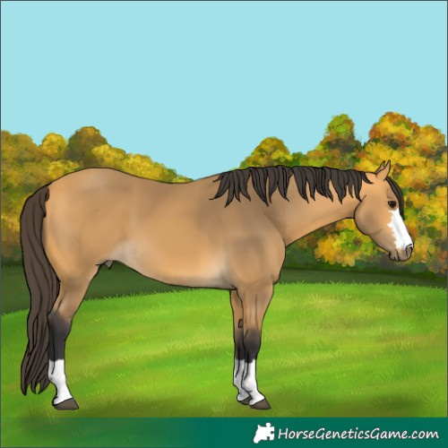 Horse Color:Buckskin 