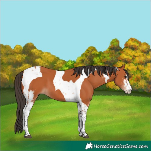 Horse Color:Bay Sabino Tobiano