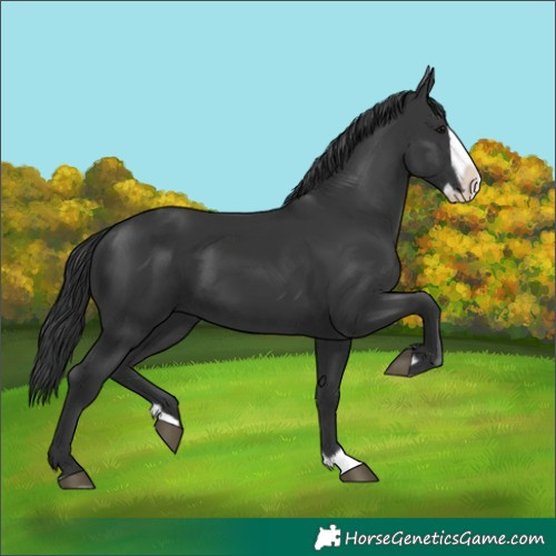 Horse Color:Black Splash 