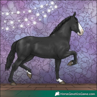 Horse Color:Black Splash