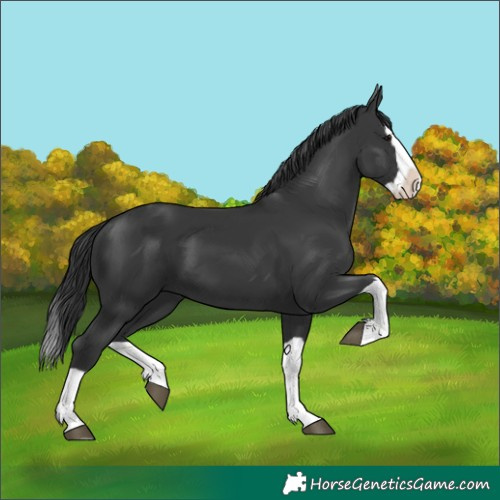 Horse Color:Black Splash 