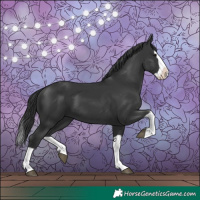 Horse Color:Black Splash 