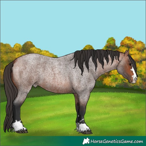 Horse Color:Bay Roan