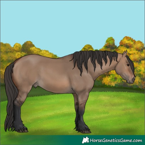 Horse Color:Brown Dun