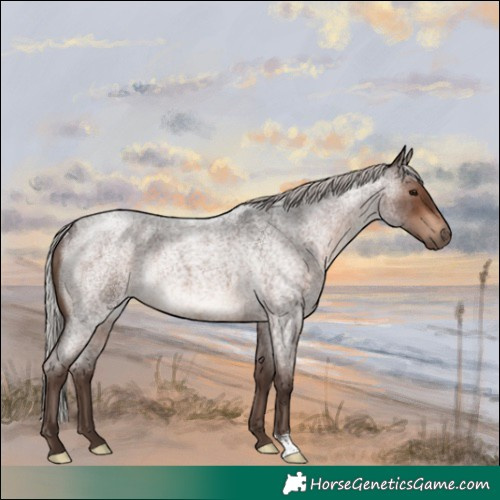 Horse Color:Silver Brown Roan Rabicano 