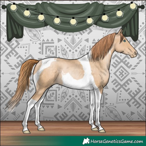Horse Color:Buckskin Pearl Tobiano