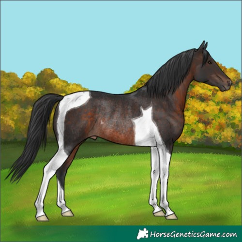Horse Color:Brown Tobiano Rabicano