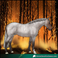Horse Color:Silver Brown Roan Rabicano 