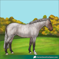 Horse Color:Silver Brown Roan Rabicano 