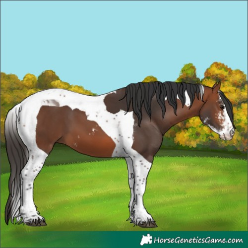 Horse Color:Bay Sabino Tobiano 