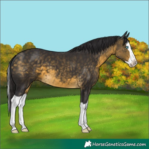 Horse Color:Buckskin Splash 