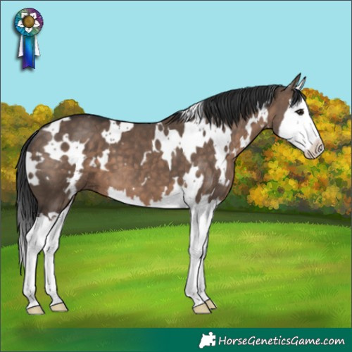 Horse Color:White Spotted Brown Dun Splash