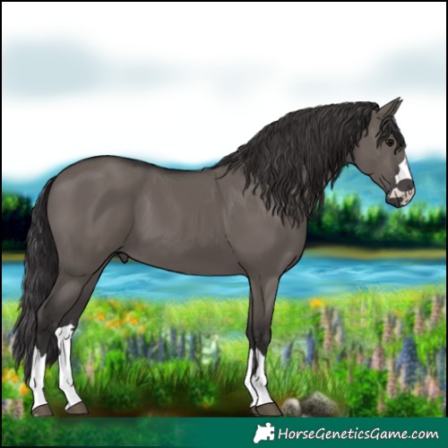 Horse Color:Smoky Grullo