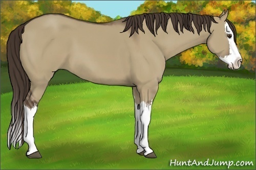 Horse Color:Liver Red Dun Splash 