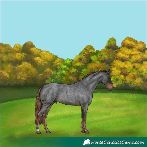 Horse Color:Liver Red Roan