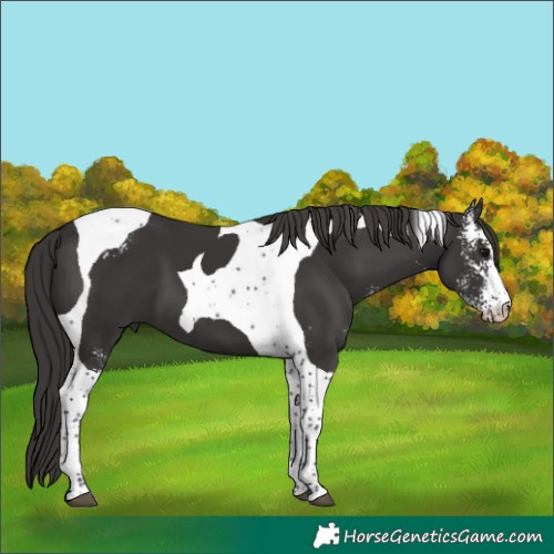 Horse Color:Smoky Black Sabino Tobiano 