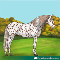 Horse Color:Chestnut Near Leopard