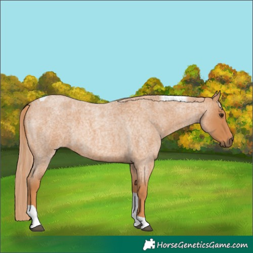 Horse Color:Red Roan Tobiano 