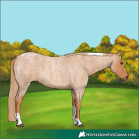 Horse Color:Red Roan Tobiano 
