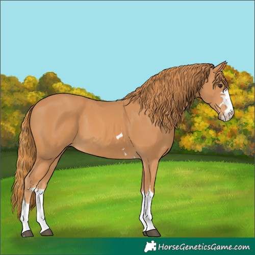 Horse Color:Unknown 