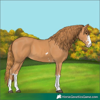 Horse Color:Unknown 
