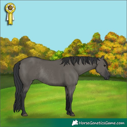 Horse Color:Grullo Rabicano 