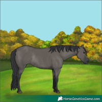 Horse Color:Grullo Rabicano 